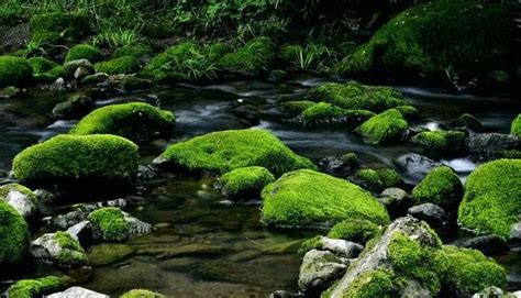 青苔哪裡找|山事采集－青苔